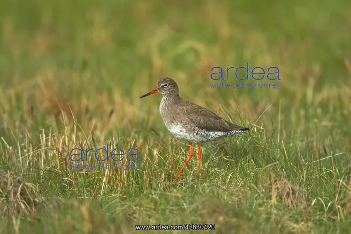 : Common Redshank - on breeding grounds : Common Redshank - on breeding grounds