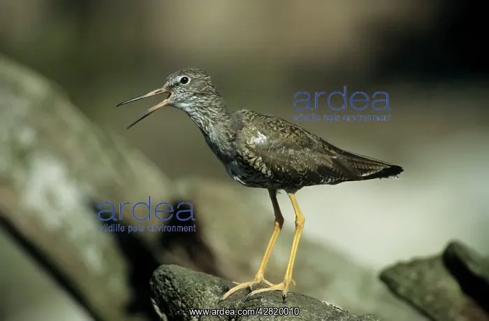 : Common Redshank - Calling : Common Redshank - Calling