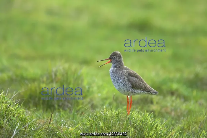 : Common Redshank - calling on breeding grounds : Common Redshank - calling on breeding grounds