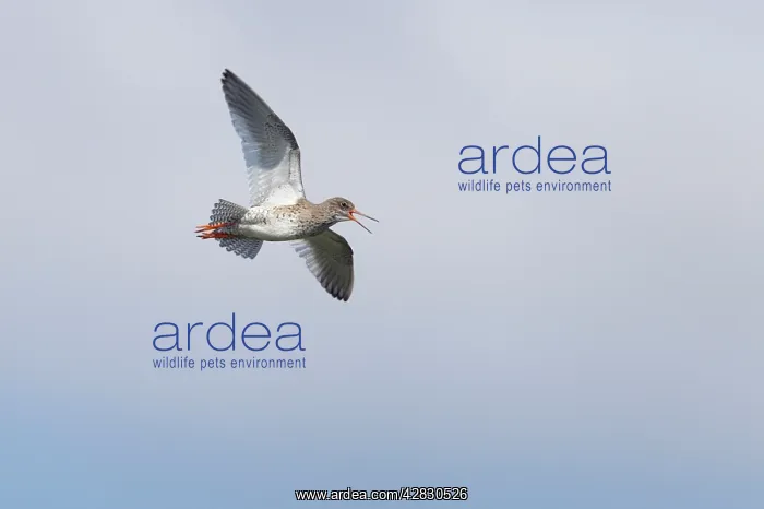 : Common Redshank - calling in flight : Common Redshank - calling in flight