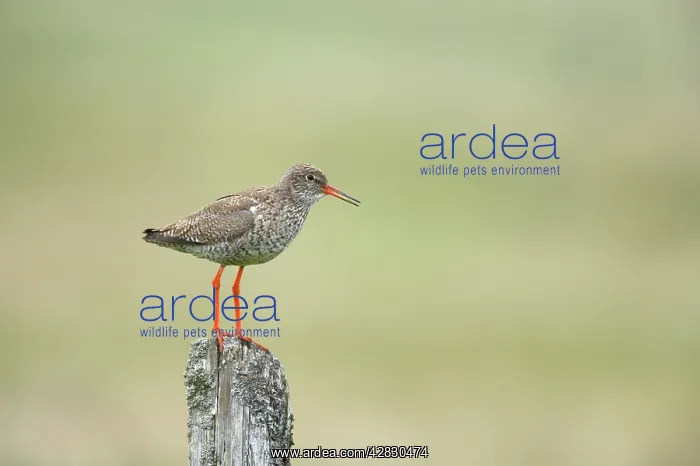 : Common Redshank - calling from post : Common Redshank - calling from post