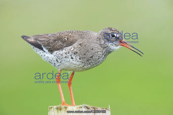 : Common Redshank - calling from post : Common Redshank - calling from post