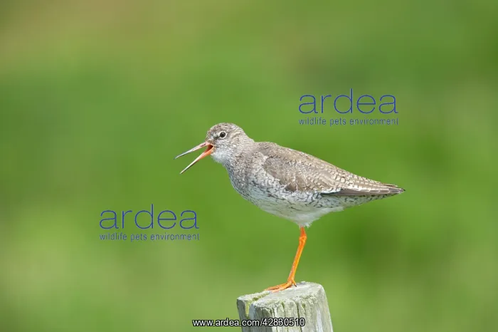 : Common Redshank - calling from post : Common Redshank - calling from post