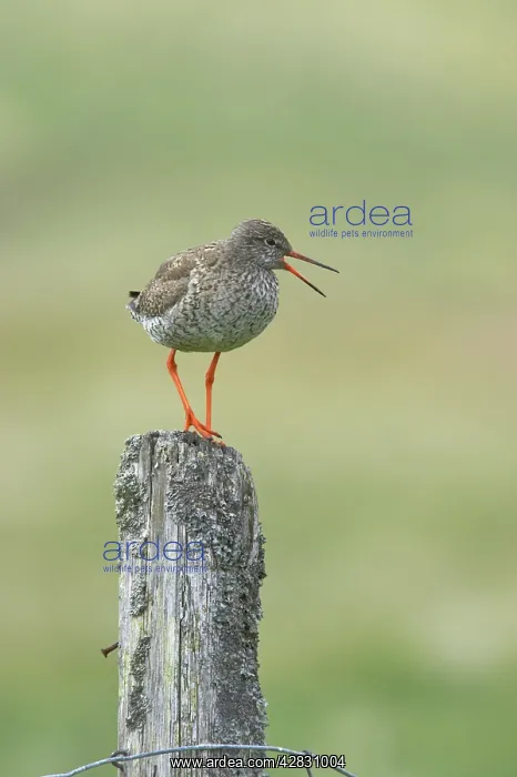: Common Redshank - calling from post : Common Redshank - calling from post