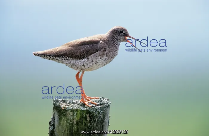 : Common REDSHANK - Calling from post : Common REDSHANK - Calling from post