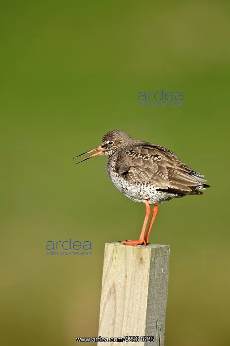 : Common Redshank - calling - standing on wooden fence post : Common Redshank - calling - standing on wooden fence post