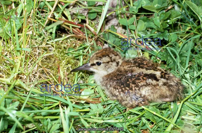 : Common REDSHANK - CHICK IN NEST : Common REDSHANK - CHICK IN NEST