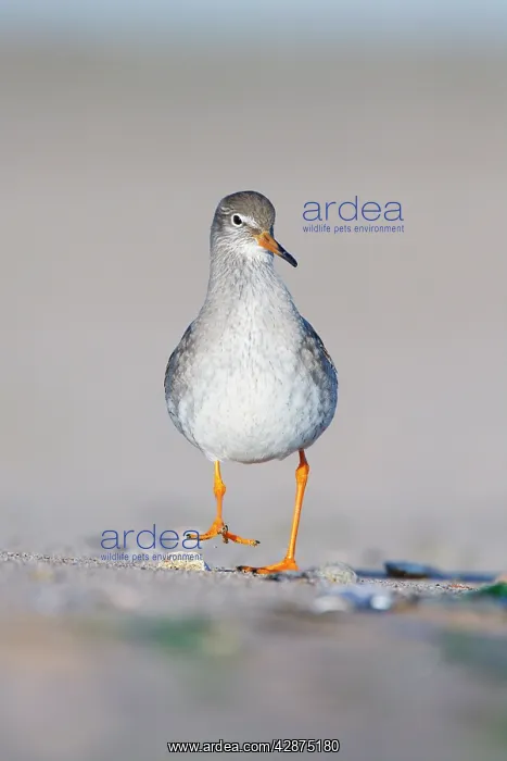 : Common Redshank - Face on ground-level perspective : Common Redshank - Face on ground-level perspective