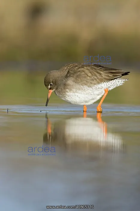 : Common Redshank - Feeding on flies near the water surface : Common Redshank - Feeding on flies near the water surface