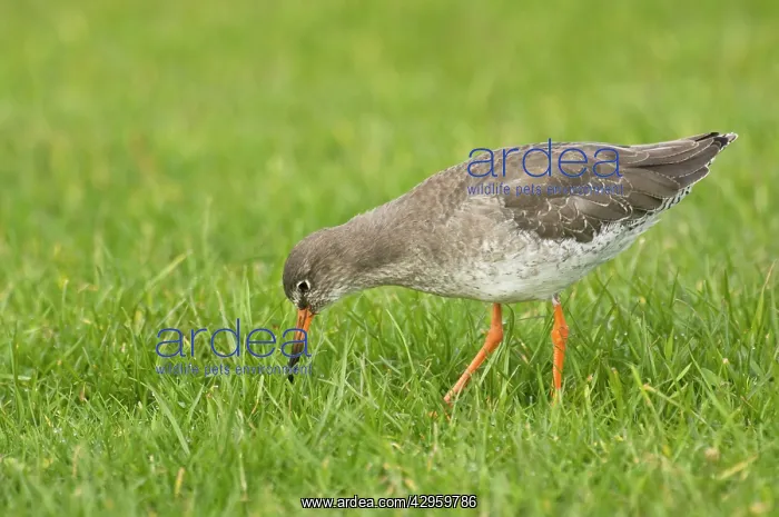 : Common Redshank - feeding in grass field : Common Redshank - feeding in grass field