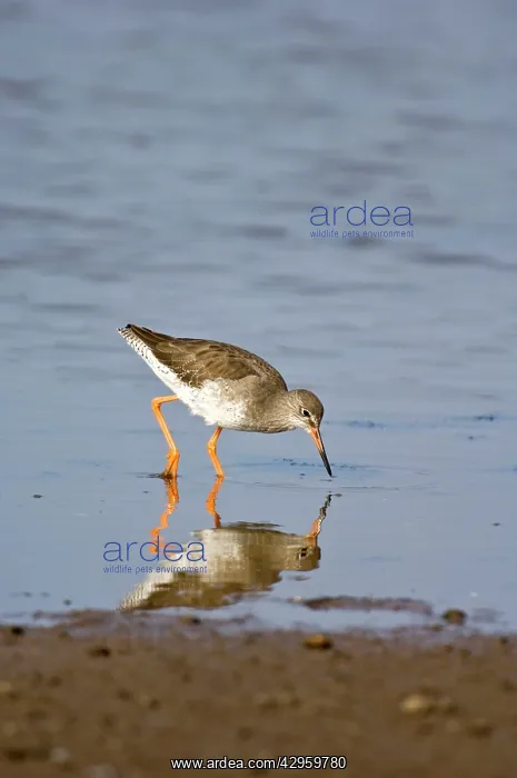 : Common Redshank - feeding in shallow water : Common Redshank - feeding in shallow water
