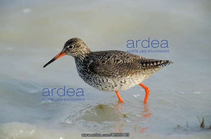 : Common REDSHANK - Feeding in tidal water : Common REDSHANK - Feeding in tidal water