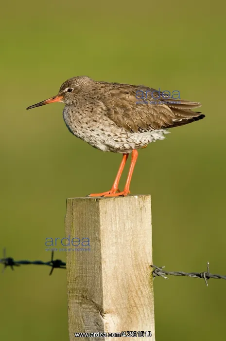 : Common Redshank - on fence post with barbed wire : Common Redshank - on fence post with barbed wire