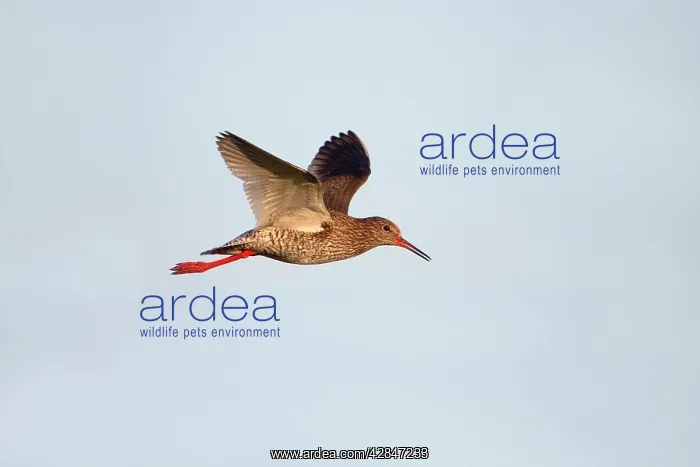 : Common Redshank - in flight - calling : Common Redshank - in flight - calling