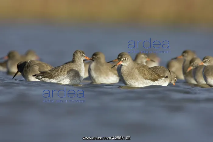  : Common Redshank - Flock feeding on flies near the