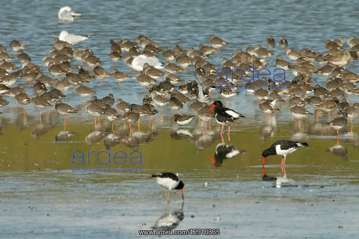 : Common Redshank - flock resting with other waders : Common Redshank - flock resting with other waders