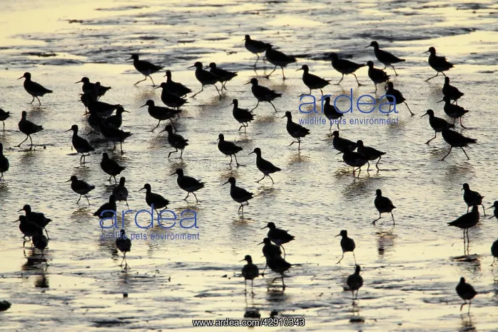 : Common Redshank - flock searching for food at low tide : Common Redshank - flock searching for food at low tide