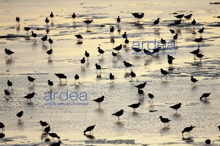 : Common Redshank - flock searching for food at low tide : Common Redshank - flock searching for food at low tide