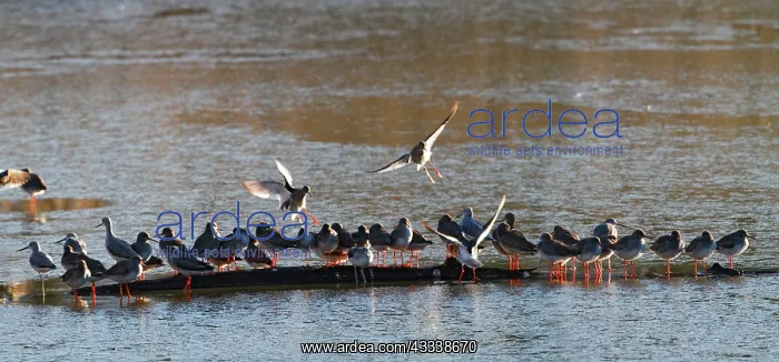 : Common Redshank & Greenshank (Tringa nebularia) - gathering : Common Redshank & Greenshank (Tringa nebularia) - gathering