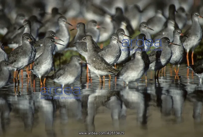 : Common Redshank - High Tide Roost : Common Redshank - High Tide Roost