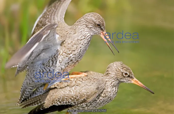 : Common Redshank - Mating Pair : Common Redshank - Mating Pair