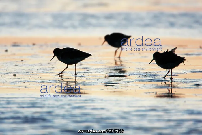 : Common Redshank - migratory birds feeding on tidal : Common Redshank - migratory birds feeding on tidal