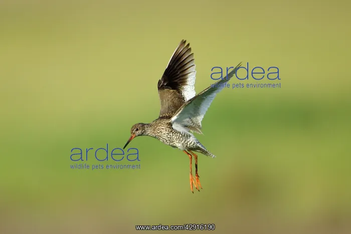 : Common Redshank - parent bird in flight, guarding : Common Redshank - parent bird in flight, guarding