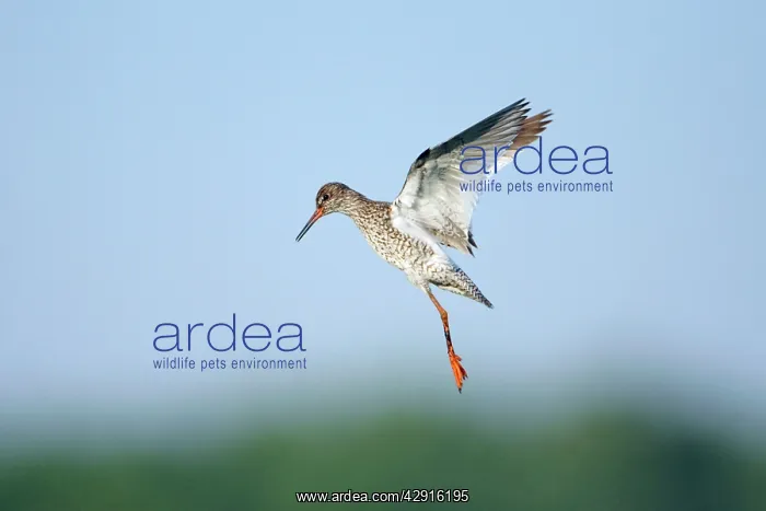 : Common Redshank - parent bird in flight, guarding : Common Redshank - parent bird in flight, guarding