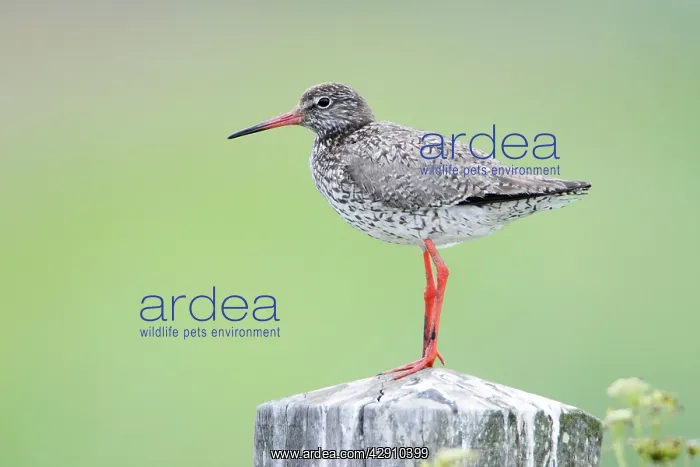 : Common Redshank - perched on fence post, alert : Common Redshank - perched on fence post, alert