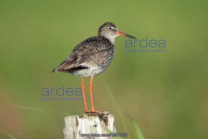 : Common Redshank - perched on fence post, alert : Common Redshank - perched on fence post, alert
