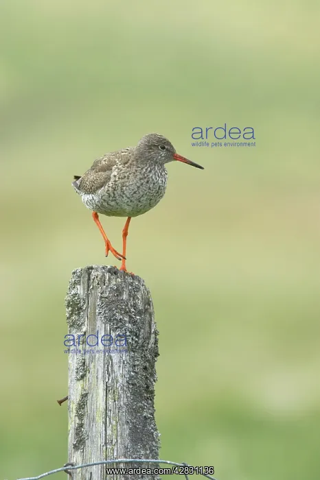 : Common Redshank - on post : Common Redshank - on post