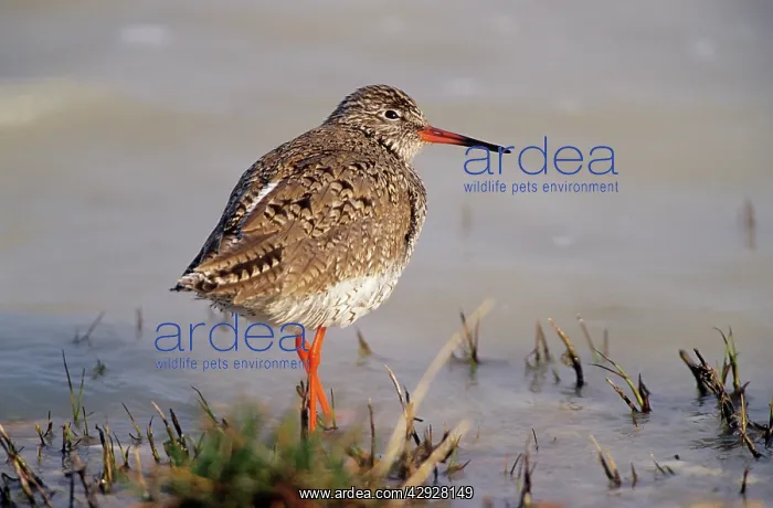 : Common REDSHANK - Resting at lake edge : Common REDSHANK - Resting at lake edge