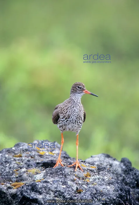 : Common Redshank - on rock : Common Redshank - on rock