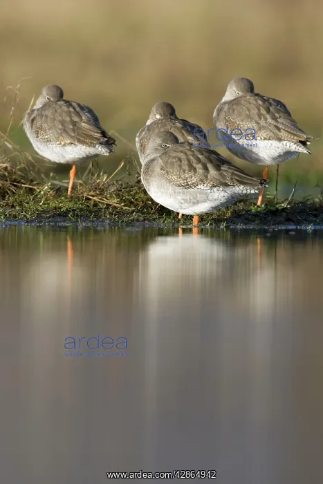  : Common Redshank - Roosting