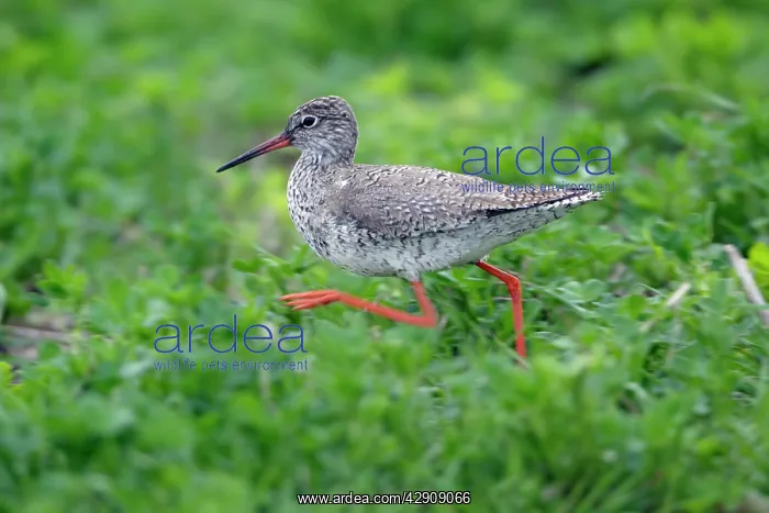 : Common Redshank - running across a meadow : Common Redshank - running across a meadow