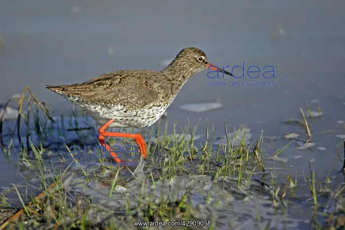 : Common Redshank - searching for food on lake edge : Common Redshank - searching for food on lake edge