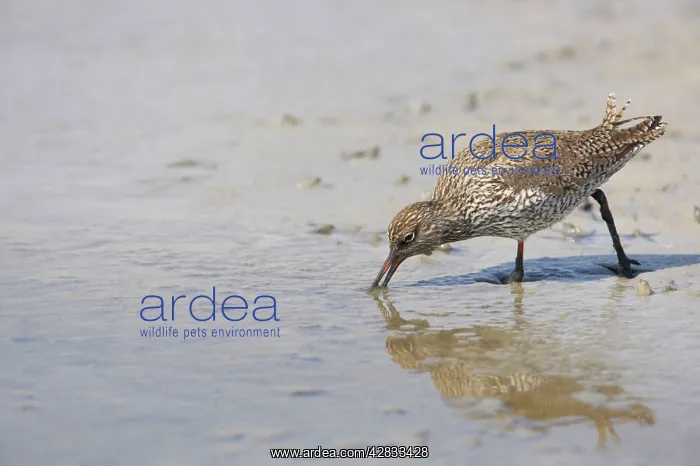 : Common Redshank - Searching for food on soft mud : Common Redshank - Searching for food on soft mud
