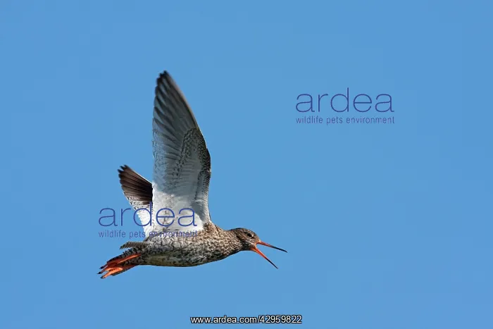  : Common Redshank - Single adult in flight calling