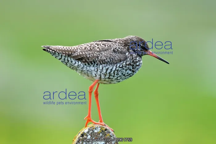 : Common Redshank - standing on post : Common Redshank - standing on post
