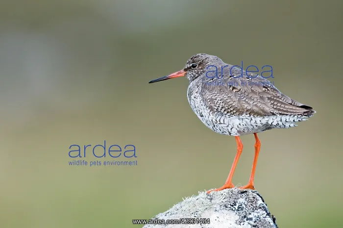 : Common Redshank - Standing on rock : Common Redshank - Standing on rock