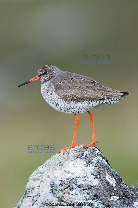 : Common Redshank - Standing on rock : Common Redshank - Standing on rock