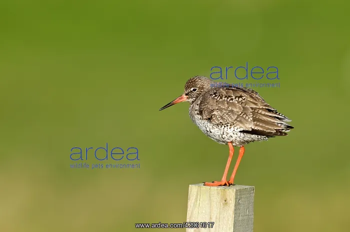 : Common Redshank - standing on wooden fence post : Common Redshank - standing on wooden fence post