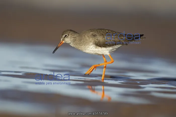 : Common redshank (Tringa totanus) adult wading bird in a shallow pool of water on a beach : Common redshank (Tringa totanus) adult wading bird in a shallow pool of water on a beach