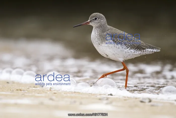 : Common Redshank (Tringa totanus), Asturias, Spain : Common Redshank (Tringa totanus), Asturias, Spain
