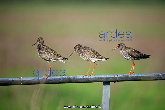 : Common redshank (Tringa totanus), on fence, Nijkerk : Common redshank (Tringa totanus), on fence, Nijkerk