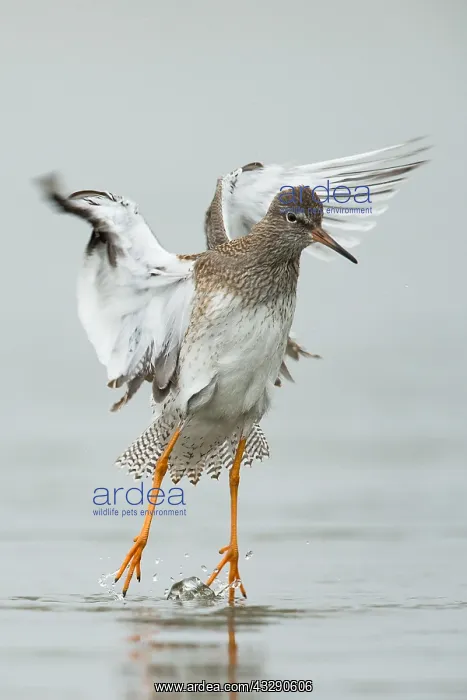 : Common Redshank (Tringa totanus) flapping its w : Common Redshank (Tringa totanus) flapping its w