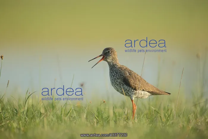 : Common redshank (Tringa totanus) in grassy meadow : Common redshank (Tringa totanus) in grassy meadow
