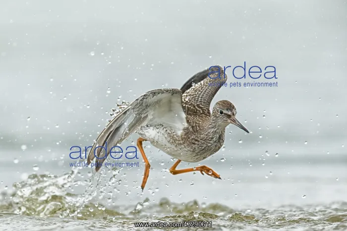 : Common Redshank (Tringa totanus) jumping around : Common Redshank (Tringa totanus) jumping around
