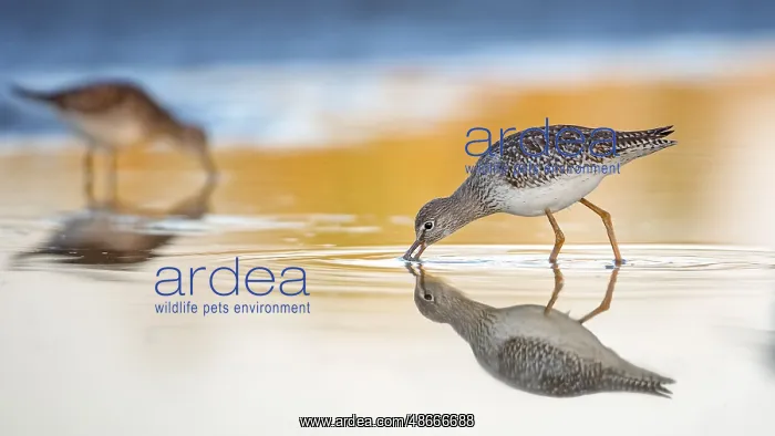 : Common Redshank (Tringa totanus) juvenile foraging, Lake : Common Redshank (Tringa totanus) juvenile foraging, Lake