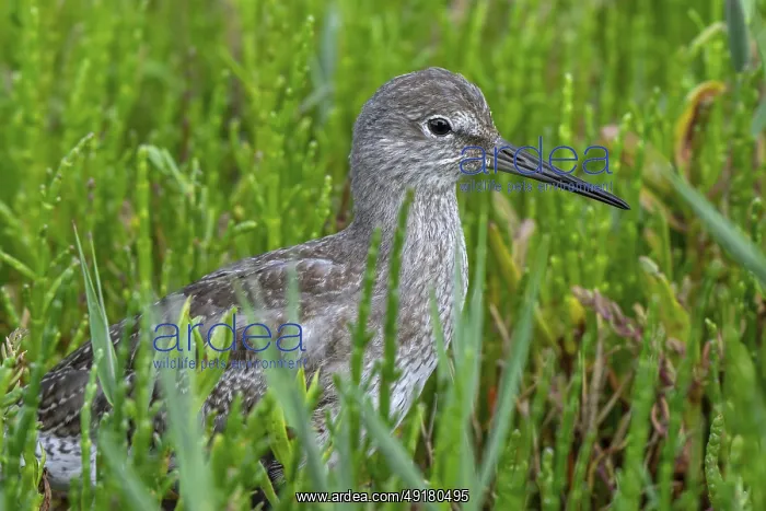 : Common redshank (Tringa totanus) juvenile hidden in vegetation with glasswort on the shore of coastal saltmarsh : Common redshank (Tringa totanus) juvenile hidden in vegetation with glasswort on the shore of coastal saltmarsh